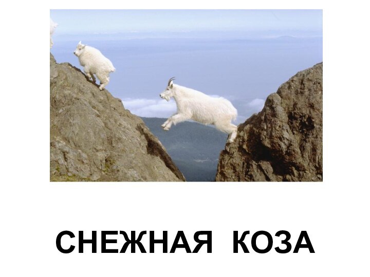 СНЕЖНАЯ КОЗА