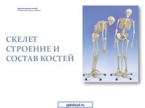Скелет: строение и состав костей