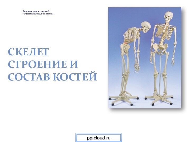 СкелетСтроение иСостав костей Зачем человеку скелет?