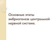 Основные этапы эмбриогенеза центральной нервной системе.