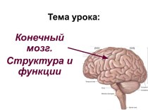 Конечный мозг. Структура и функции