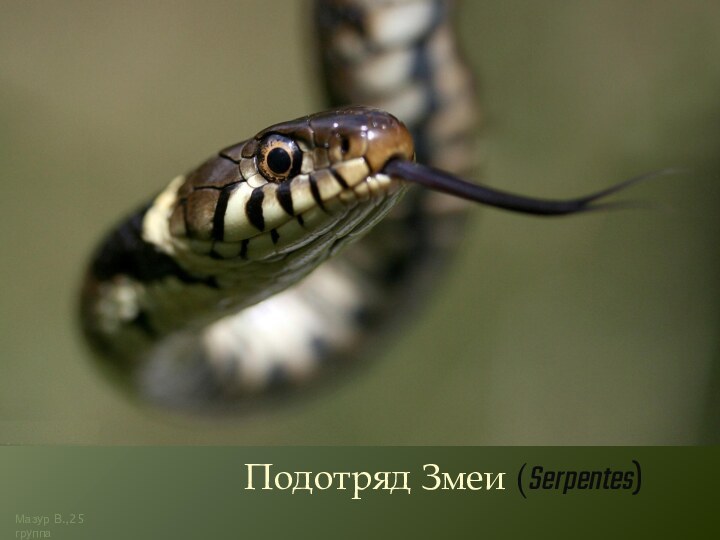 Подотряд Змеи (Serpentes)   Мазур В.,25 группа