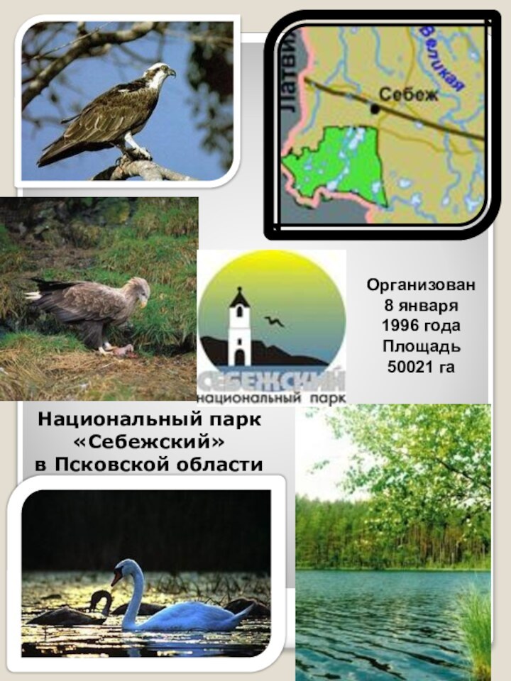 Национальный парк «Себежский» в Псковской областиОрганизован 8 января1996 годаПлощадь 50021 га