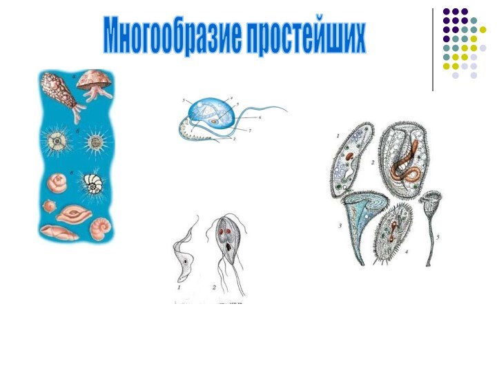 Многообразие простейших