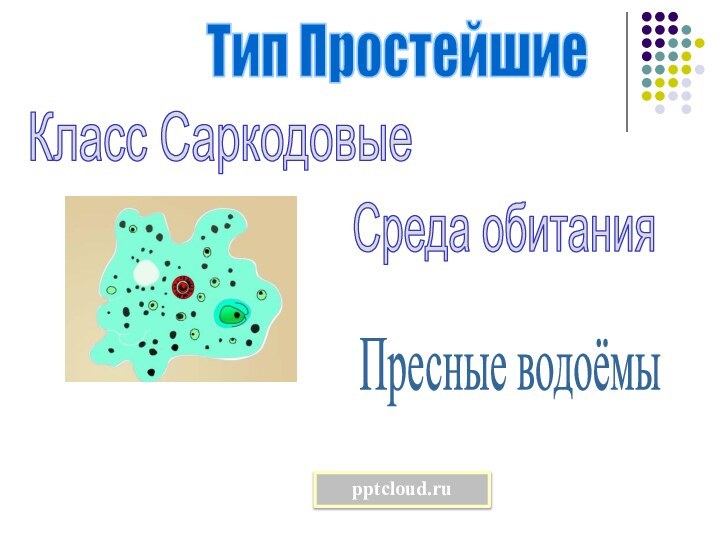 Тип ПростейшиеКласс СаркодовыеСреда обитанияПресные водоёмы