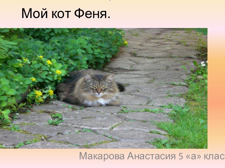 Мой кот Феня.Макарова Анастасия 5 «а» класс