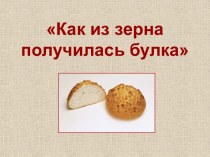 Как из зерна получилась булка