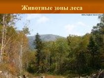 Животные зоны леса