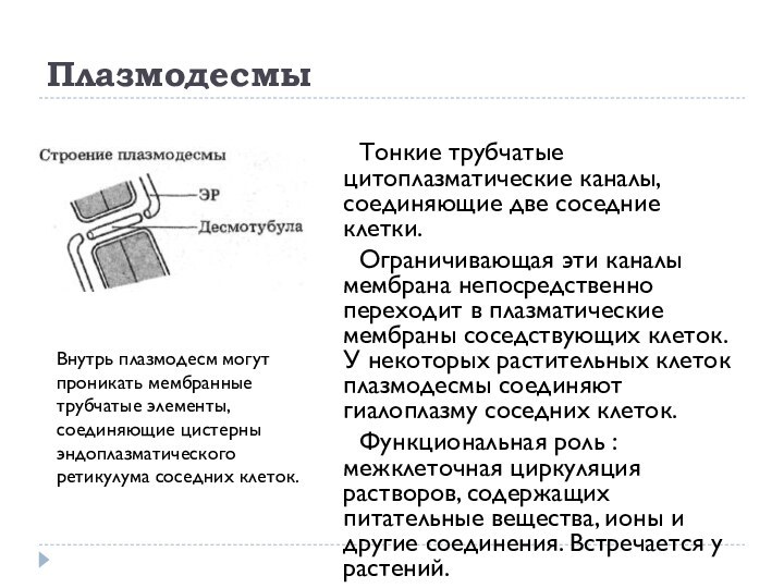 Плазмодесмы	Тонкие трубчатые цитоплазматические каналы, соединяющие две соседние клетки. 	Ограничивающая эти каналы мембрана