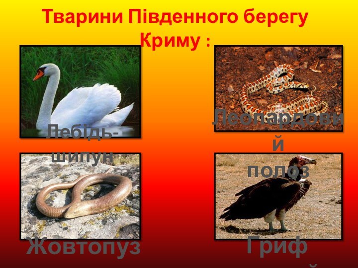 Тварини Південного берегу Криму :Лебідь-шипунЛеопардовий полозЖовтопузикГриф чорний