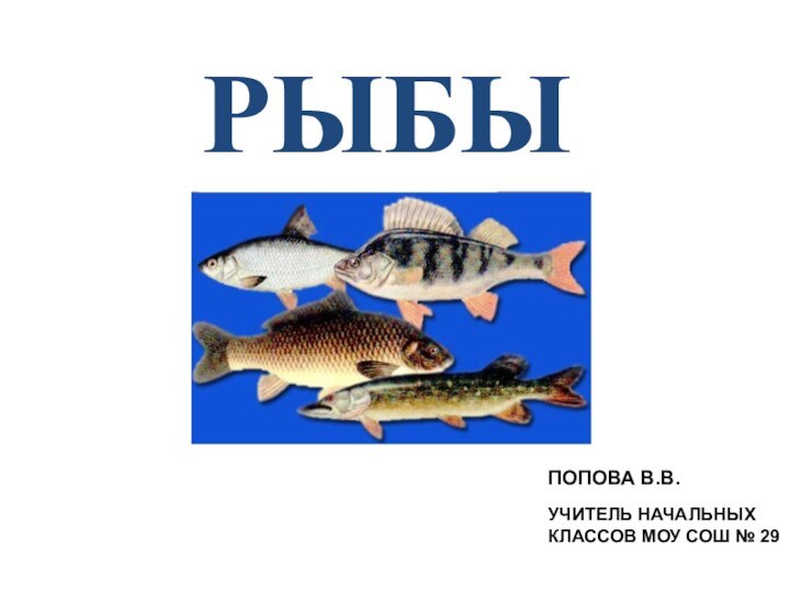 РЫБЫПОПОВА В.В.УЧИТЕЛЬ НАЧАЛЬНЫХ КЛАССОВ МОУ СОШ № 29