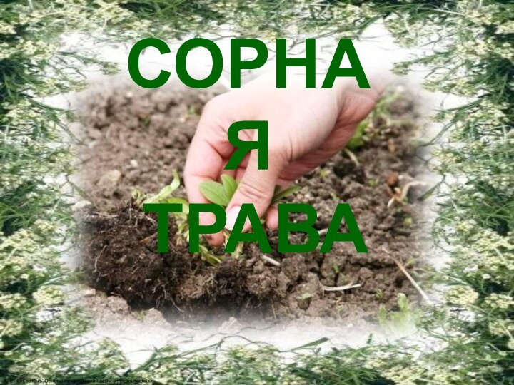 СОРНАЯ ТРАВА