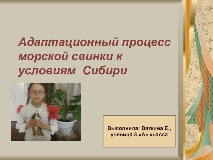 Адаптационный процесс морской свинки к условиям СибириВыполнила: Вяткина Е., ученица 3 «А» класса