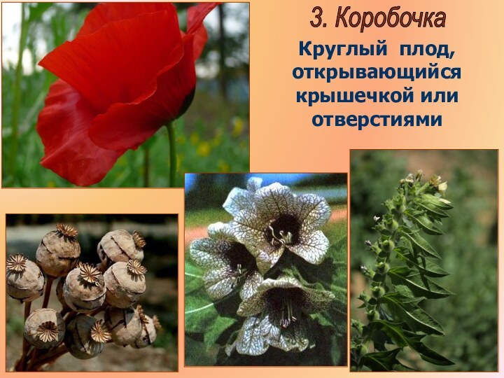 Бочкова И.А.3. КоробочкаКруглый плод, открывающийся крышечкой или отверстиями