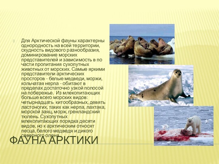 Фауна АрктикиДля Арктической фауны характерны однородность на всей территории, скудность видового разнообразия,