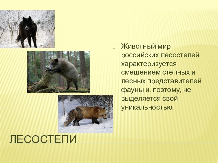 Лесостепи Животный мир российских лесостепей характеризуется смешением степных и лесных представителей
