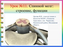 Спинной мозг: строение, функции