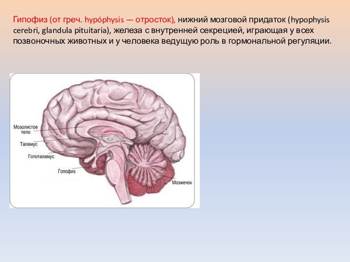 Гипофиз (от греч. hypóphysis — отросток), нижний мозговой придаток (hypophysis cerebri, glandula