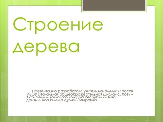 Строение  дерева