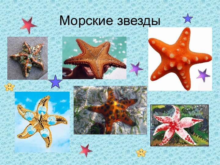 Морские звезды