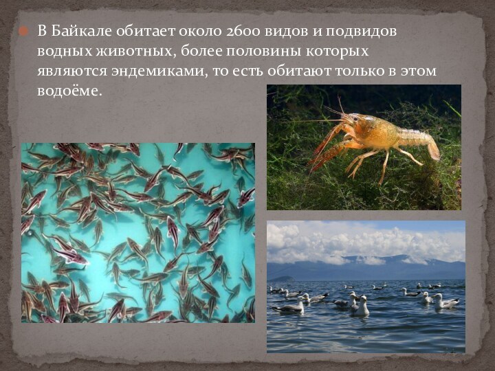 В верхнем слое воды обитает больше. Что обитает на Байкале. Обитатели озера. Животные Байкала. Животные обитающие на озере Байкал.