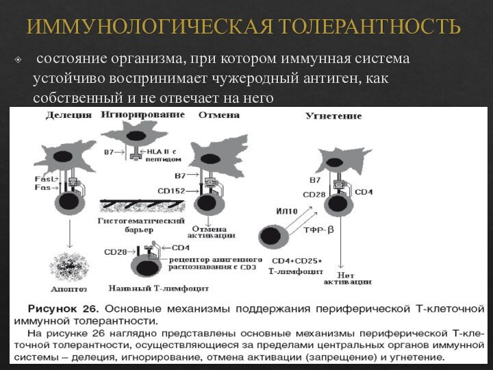 ИММУНОЛОГИЧЕСКАЯ ТОЛЕРАНТНОСТЬ состояние организма, при котором иммунная система устойчиво воспринимает чужеродный антиген, как