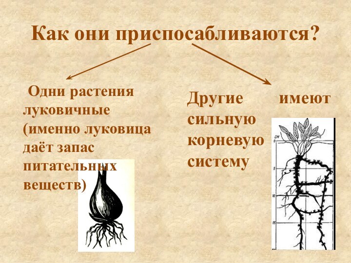 Как они приспосабливаются?    Одни растения луковичные(именно луковица даёт запас