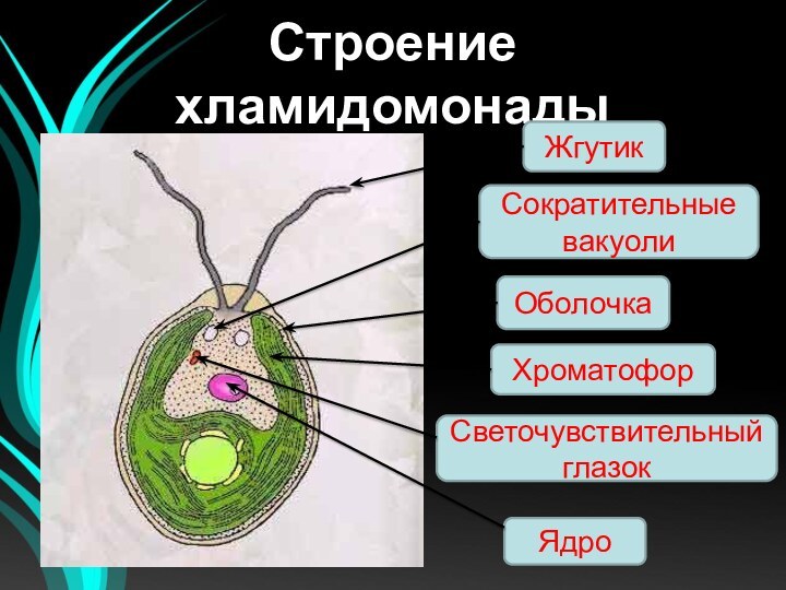 Строение хламидомонадыСократительные вакуоли