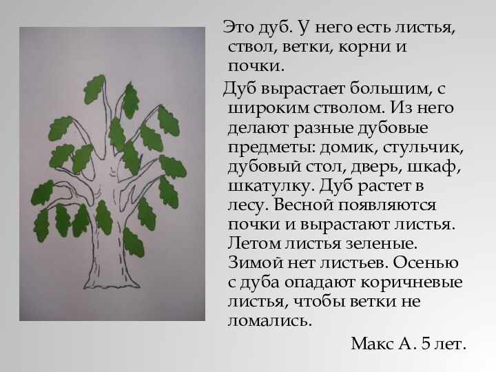 Это дуб. У него есть листья, ствол, ветки, корни и почки.	Дуб вырастает