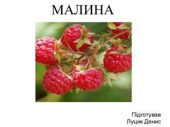 МАЛИНА