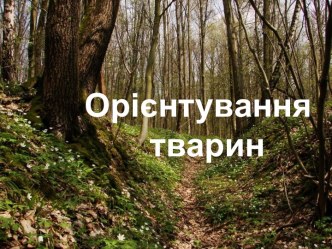 Орієнтування тварин