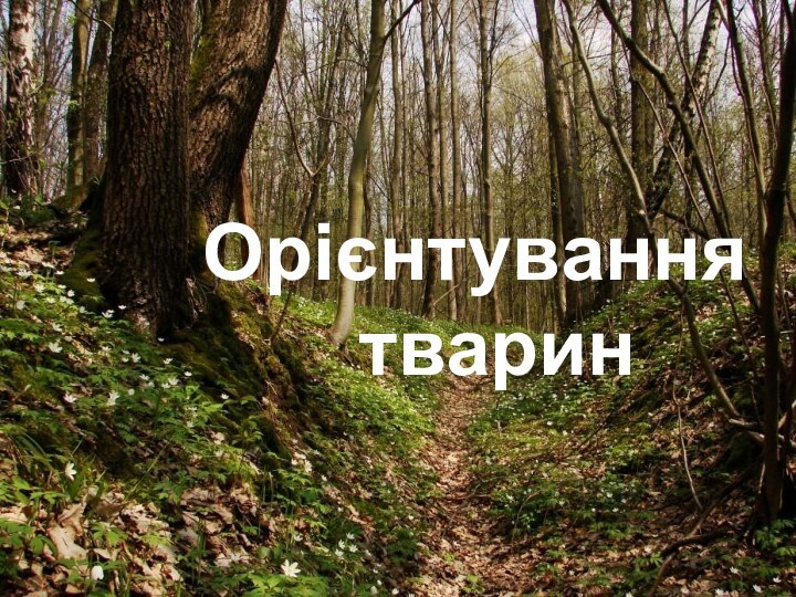 Орієнтування