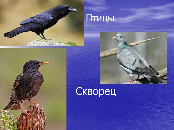 СкворецПтицы