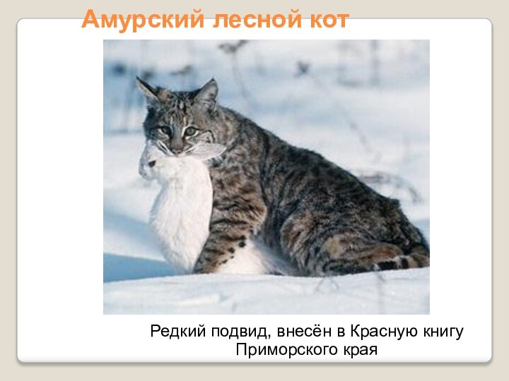 Амурский лесной котРедкий подвид, внесён в Красную книгу Приморского края