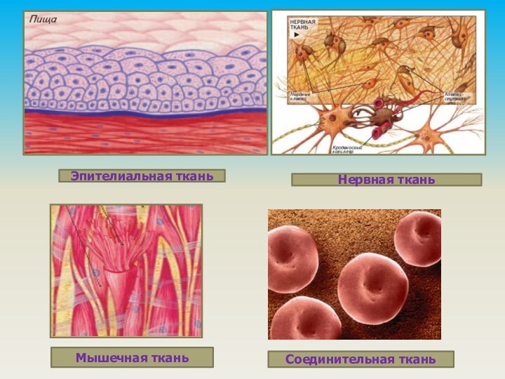 Эпителиальная тканьНервная тканьМышечная тканьСоединительная ткань