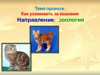 Как ухаживать за кошкой