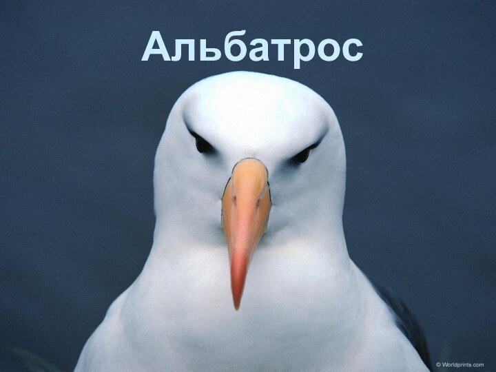 Альбатрос