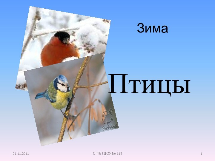 Зима01.11.2011С-Пб ГДОУ № 112Птицы