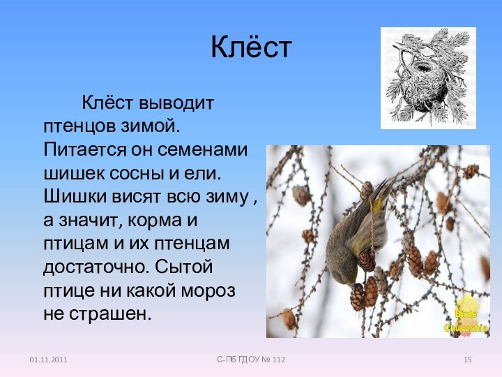 Клёст       Клёст выводит птенцов зимой. Питается