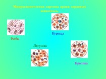 Микроскопическая картина крови хордовых животных