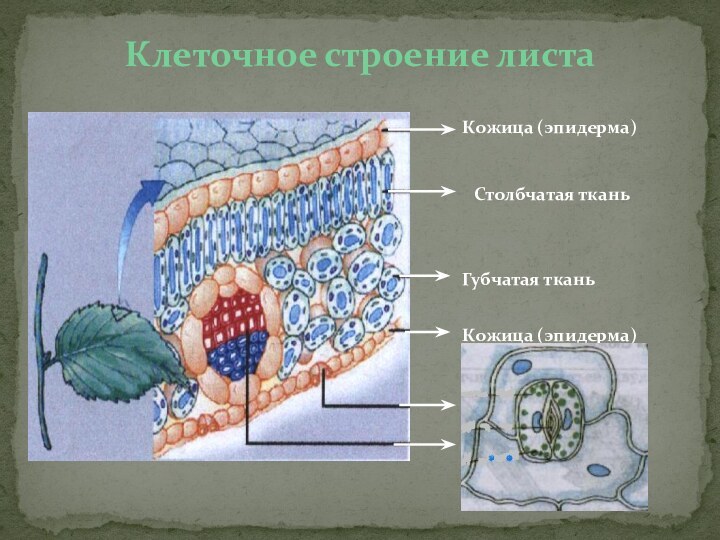 Клеточное строение листаКожица (эпидерма)Столбчатая тканьГубчатая тканьКожица (эпидерма)УстьицеЖилка