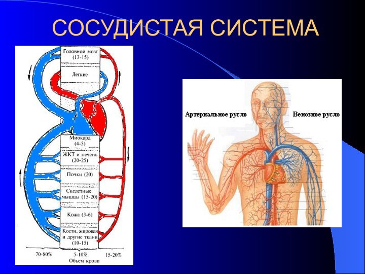 СОСУДИСТАЯ СИСТЕМА