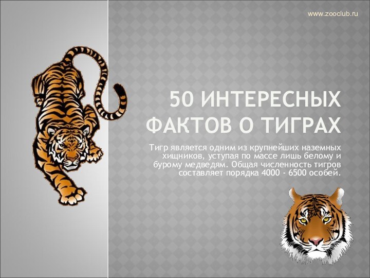 50 ИНТЕРЕСНЫХ ФАКТОВ О ТИГРАХТигр является одним из крупнейших наземных хищников, уступая