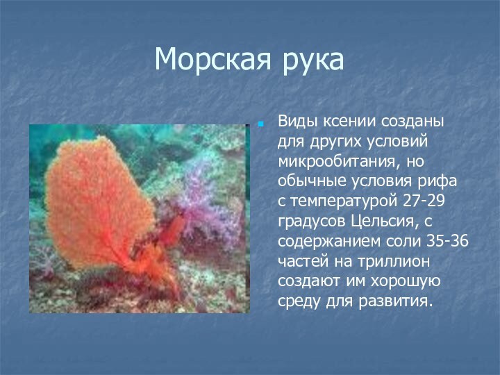 Морская рукаВиды ксении созданы для других условий микрообитания, но обычные условия рифа