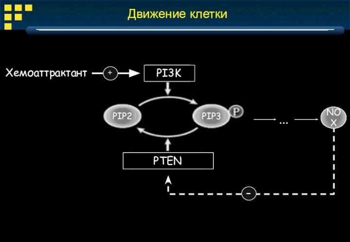 Движение клетки...РХемоаттрактантPI3KPIP2PIP3NOXPTEN