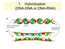 PCR and sequence