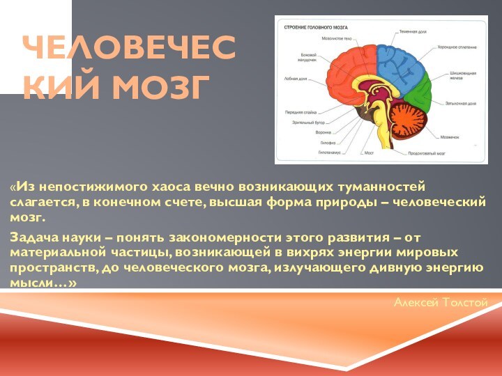 ЧЕЛОВЕЧЕСКИЙ МОЗГ«Из непостижимого хаоса вечно возникающих туманностей слагается, в конечном счете, высшая