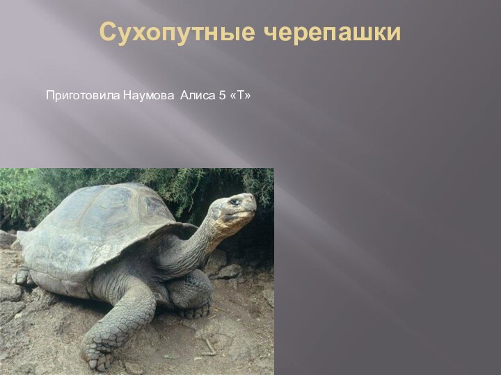 Сухопутные черепашки Приготовила Наумова Алиса 5 «Т»