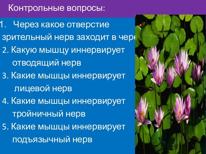 Контрольные вопросы:  Через какое отверстие зрительный нерв заходит в