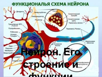 Нейрон. Его строение и функции